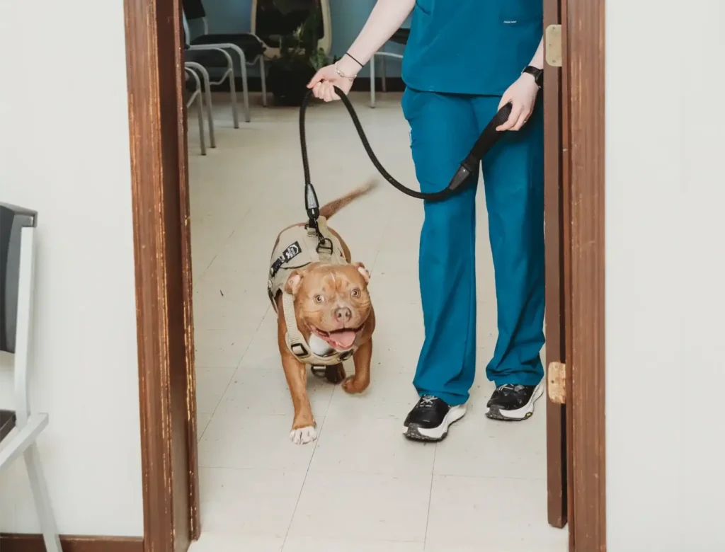 Veterinary staff member walking dog