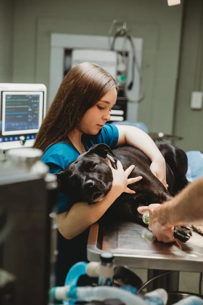 Surgery is being performed by a veterinarian in LaFayette, GA