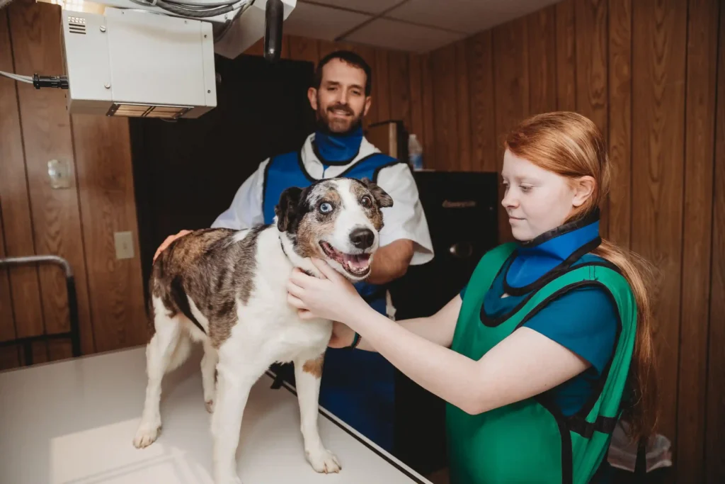 X-rays at a veterinarian in LaFayette, GA