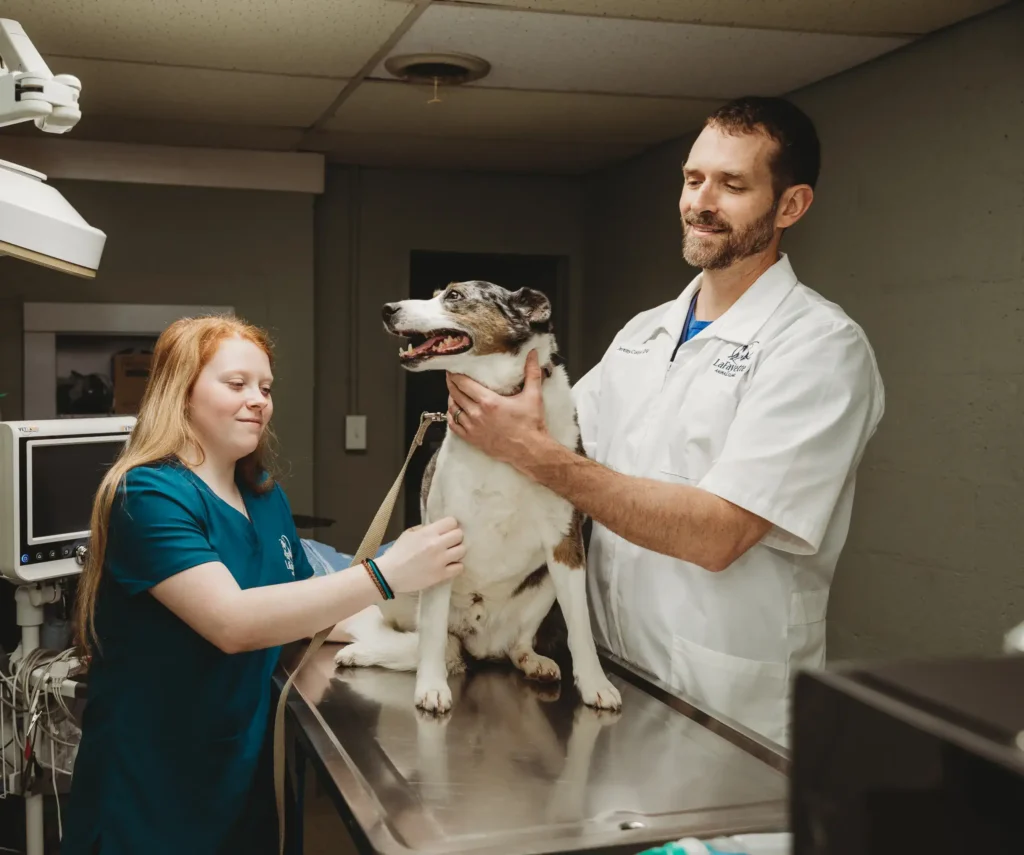 Dr. Jeremy Collins, DVM treating dog