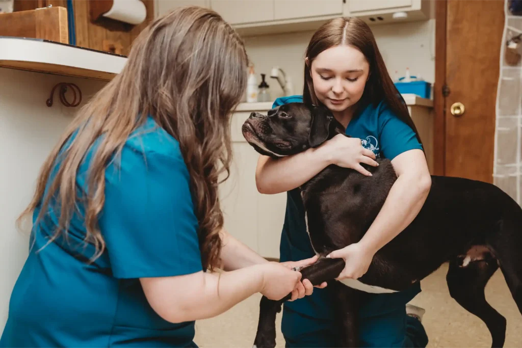 Blood being drawn from dog for heartworm testing