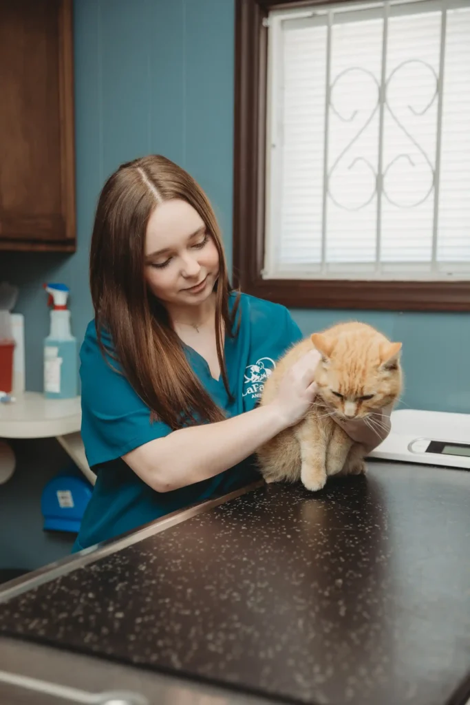 Veterinary staff member caring for cat