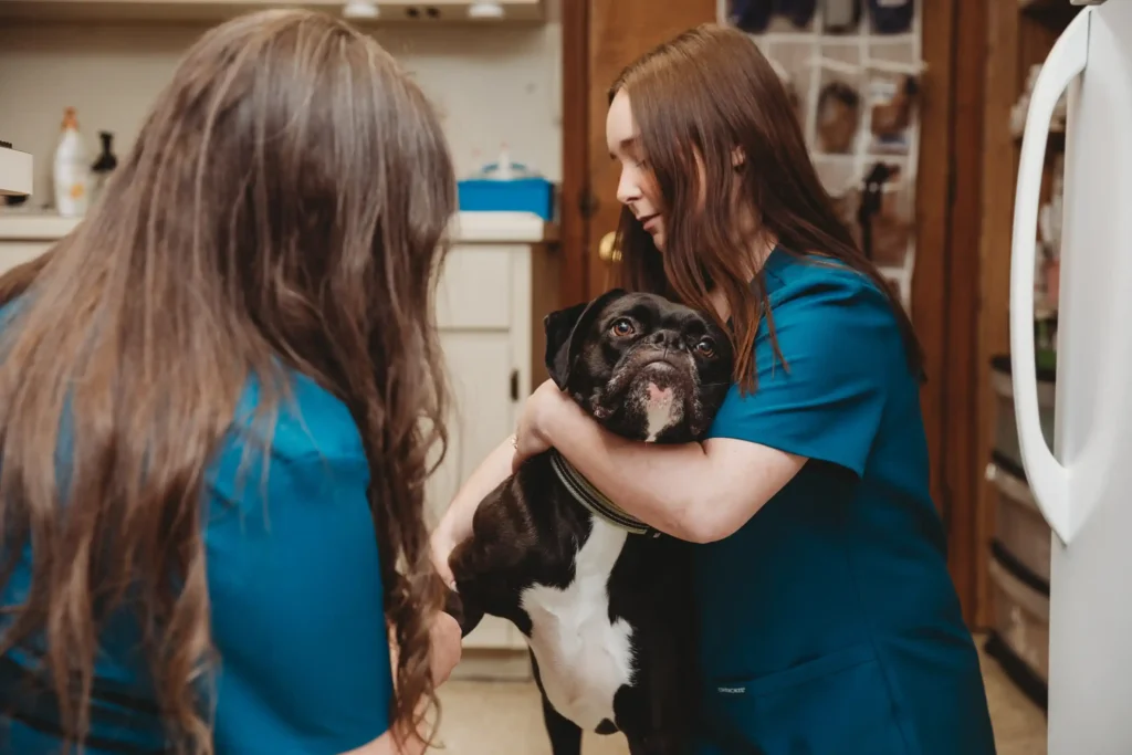 Dog being treated by veterinary staff in LaFayette, GA