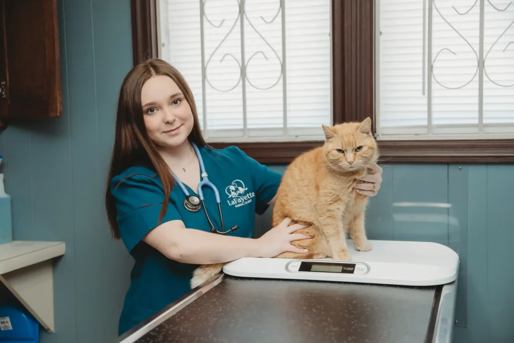 Veterinary staff member caring for cat