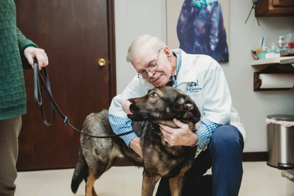 Veterinary Services for Dogs