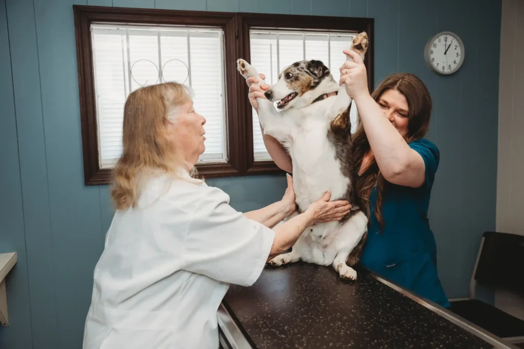 Veterinarian In LaFayette, GA