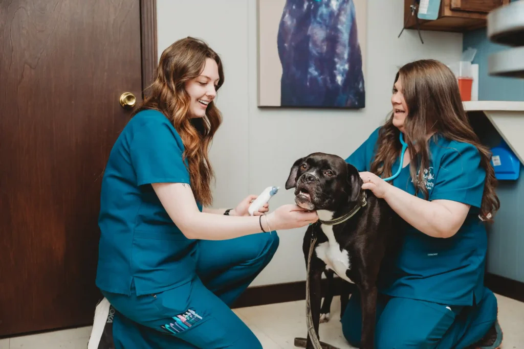 Veterinary staff members caring for dog