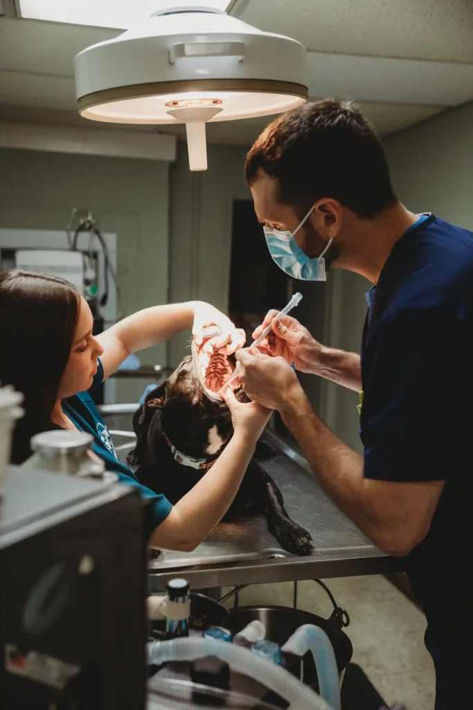 Pet dentistry in LaFayette, GA