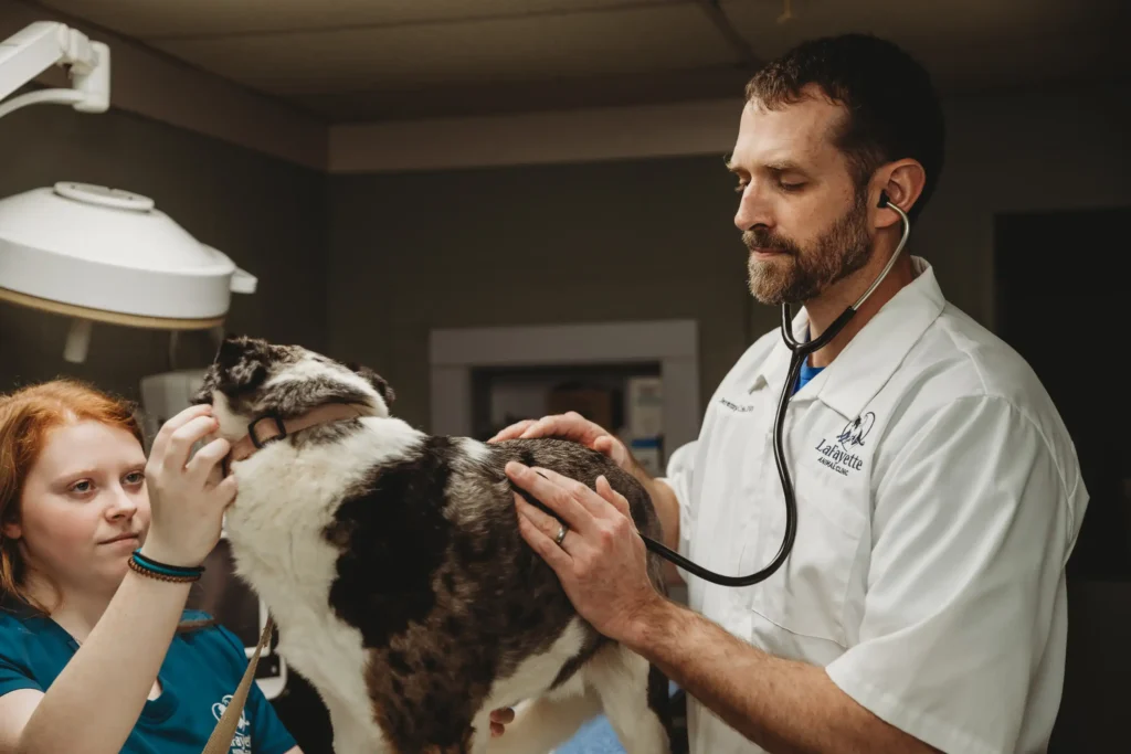Dr. Jeremy Collins, DVM treating dog