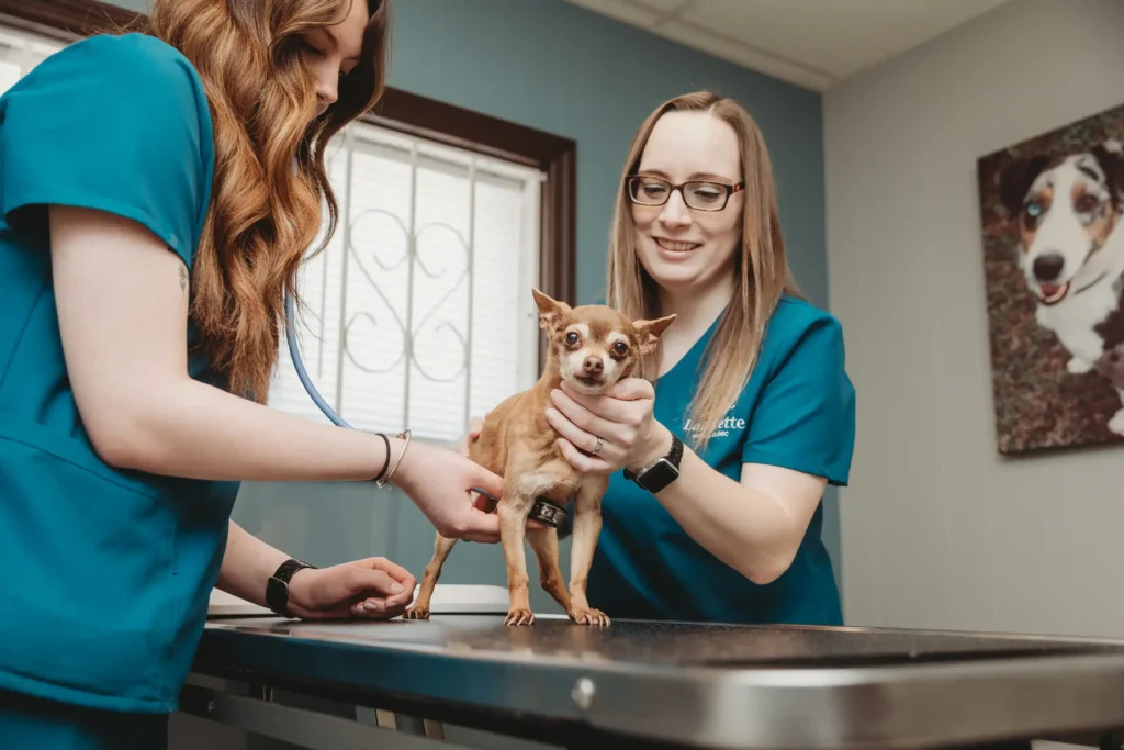 Veterinary staff member caring for a dog