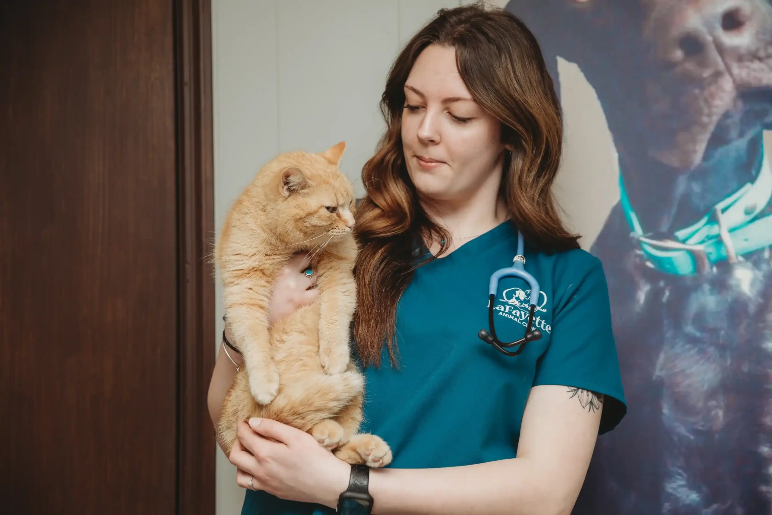 Veterinary services for cats